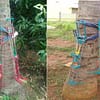 Coconut tree climbing machine
