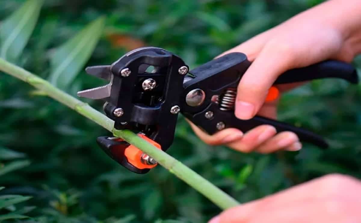 AG023 Manual grafting 2