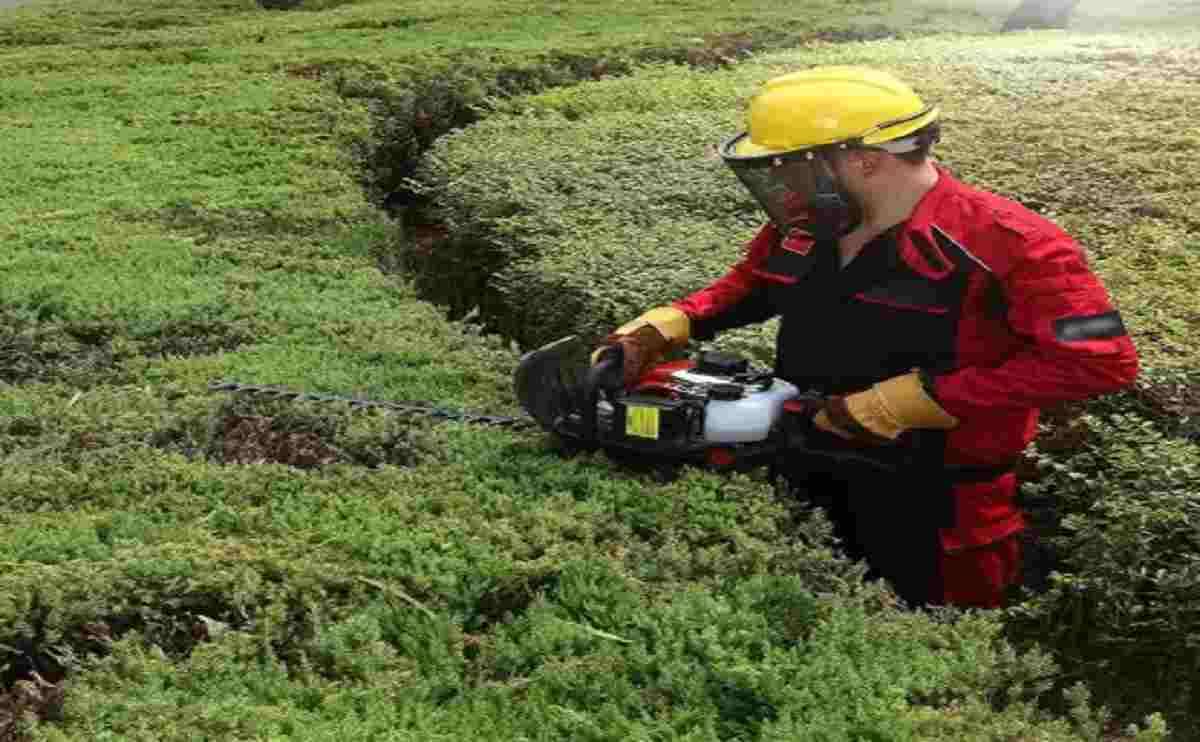 AG078 hedge trimmer 2