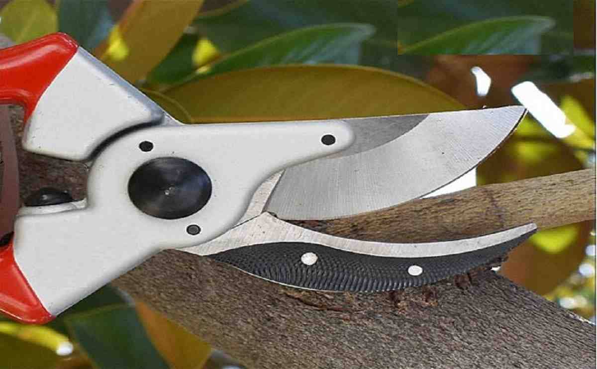 AG101 Pruner 2