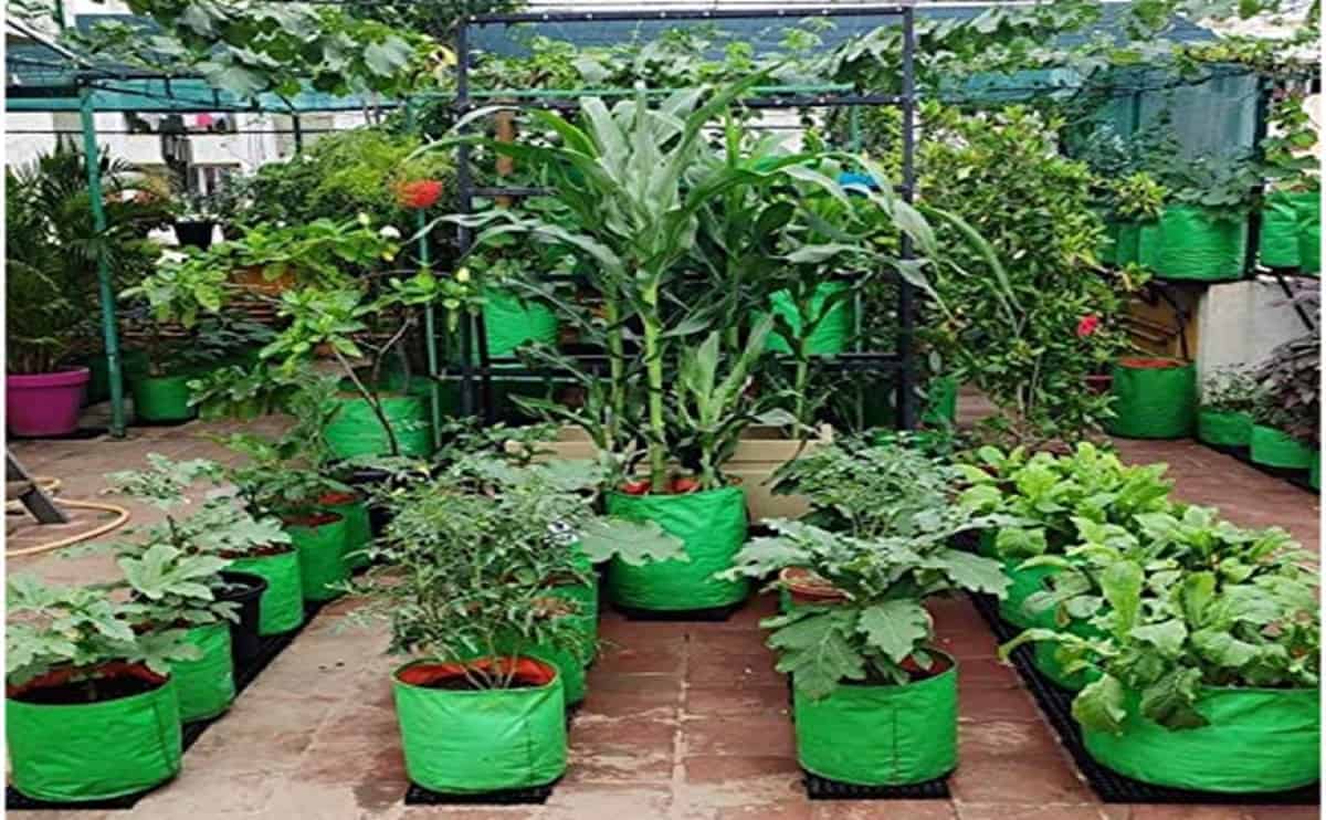 AG117 grow bags green 2
