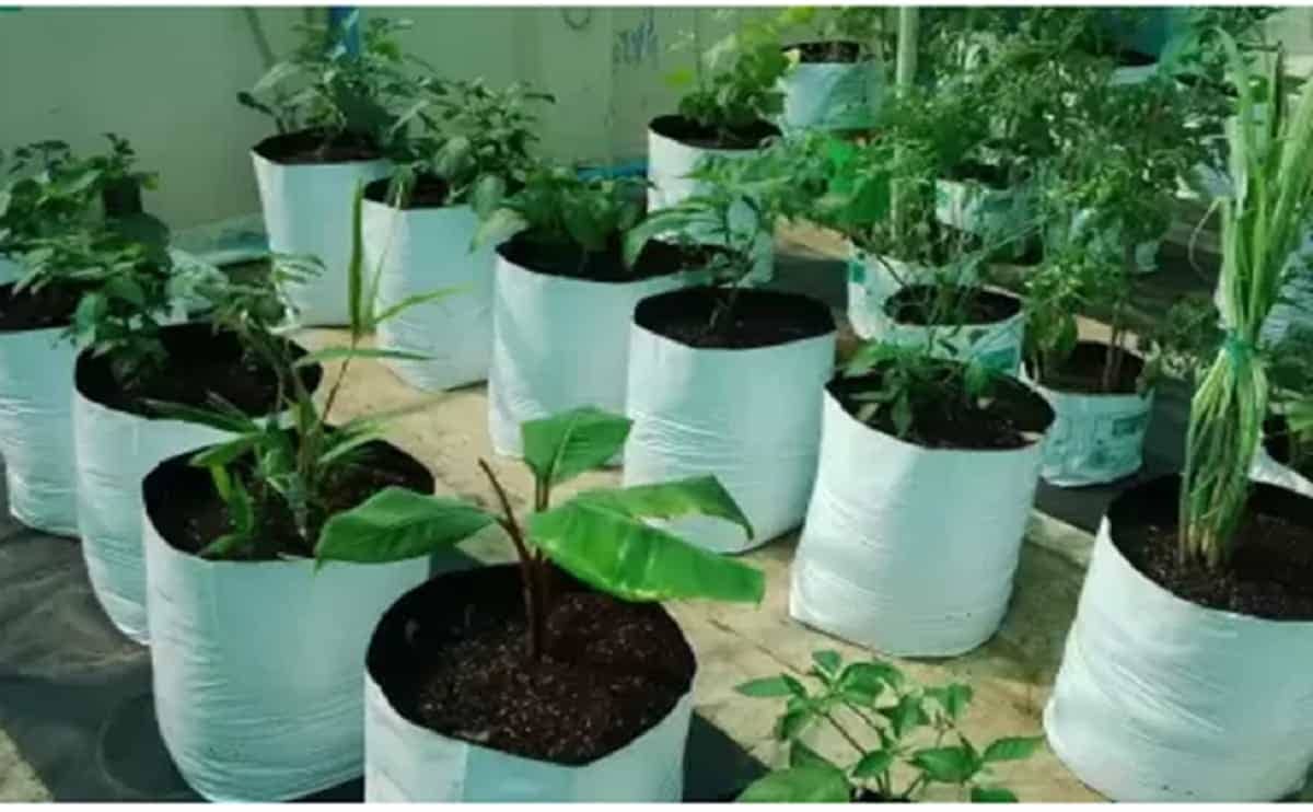 AG120 lDPE Grow bags 4