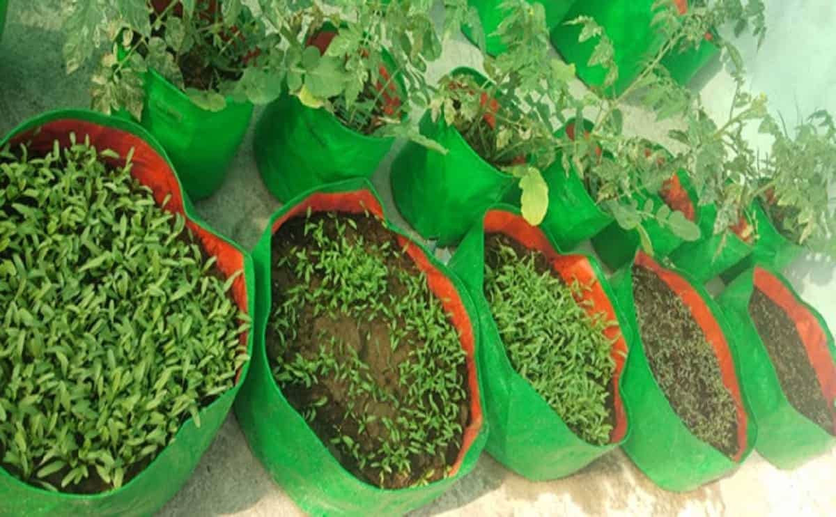 AG123 Spinach bags