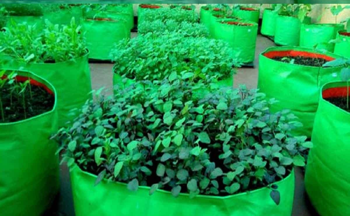 AG123 Spinach bags 3