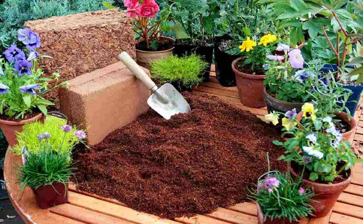 AG124 Cocopeat 1