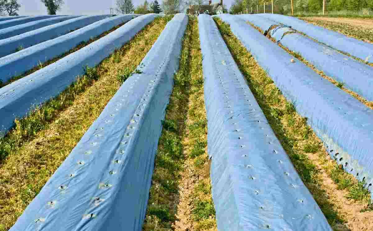 AG231 Mulching film 7