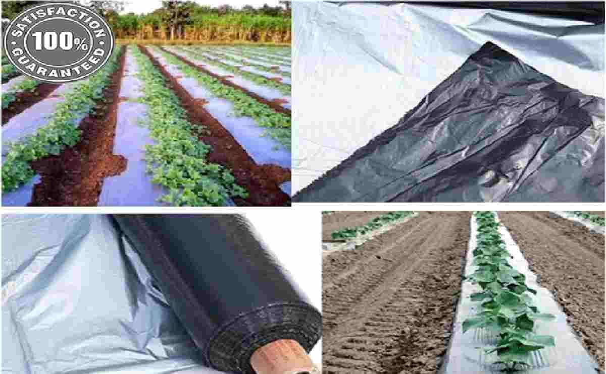 AG231 Mulching film 8