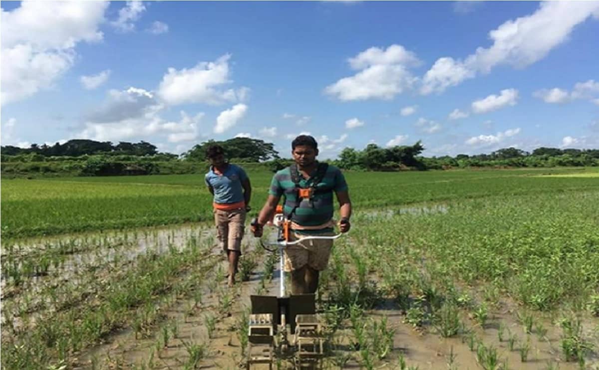 AG294 paddy weeder 2