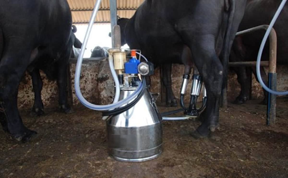 AG 155 Nano milking machne 2