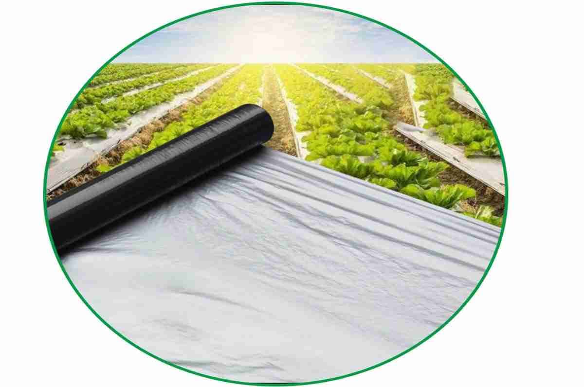 AG231 Mulching film 10