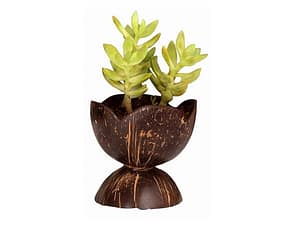 Coconut Shell Decorative Pot
