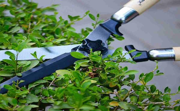 Garden cutter scissor hedge cutter heavy duty garden tool with strong wooden handle gardening tool for professionals - Image 5