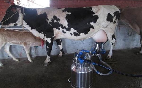 Dairy farm milking machine for cow with 0.75 HP electrical motor for dairy implements - Image 2