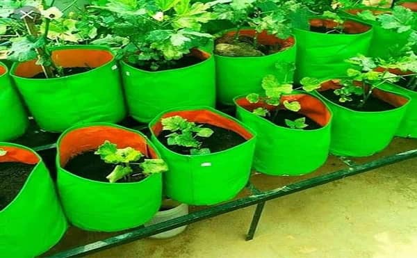Nursery bags for plants for gardening usage - Image 2