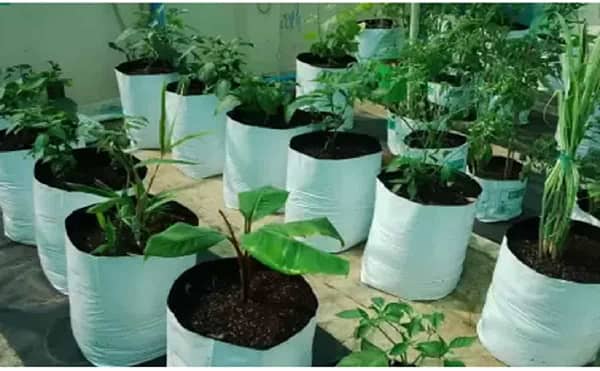 LDPE grow bags for gardening - Image 4