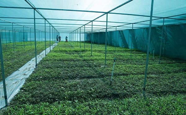 Shade nets or green garden nets for terrace gardening . - Image 4