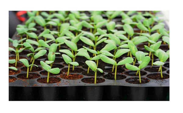 Seedling tray with heavy duty plastic and reusable for terrace gardening home gardening - Image 5