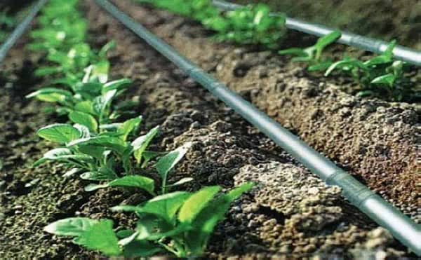 Drip Irrigation Pipe 16mm Inline Drip lateral Pipe for Plant Gardening Agricultural Irrigation Purpose - Image 4