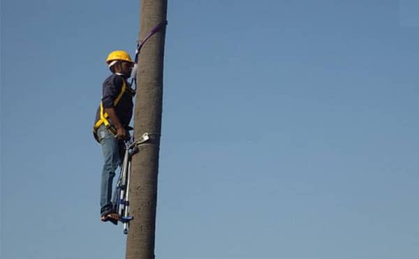 Coconut tree climber coconut tree climbing machine buy online made with stainless steel rods heavy duty with stand 120 kg equipments for agricultural farm tools - Image 3