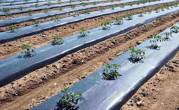 Mulch film size of 1m x 400 m for growing food and vegetable crops - Image 3