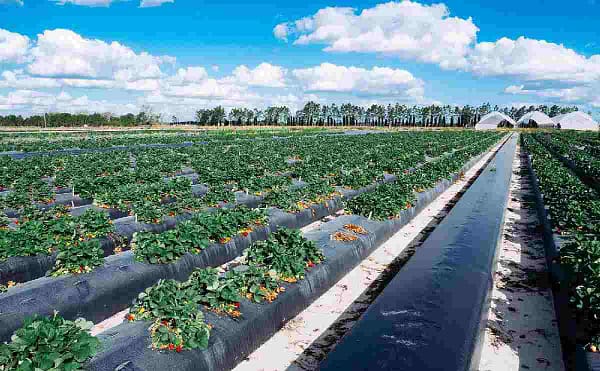 Mulch film size of 1m x 400 m for growing food and vegetable crops - Image 4