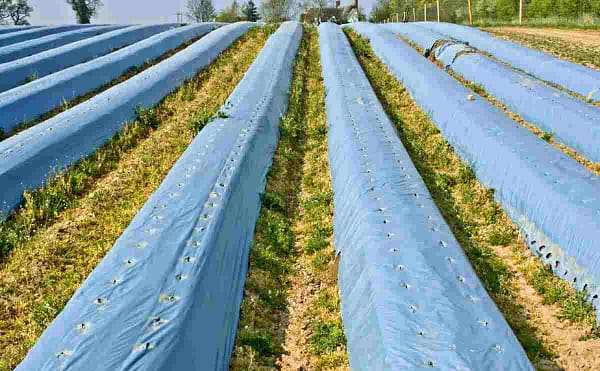 Mulch film size of 1m x 400 m for growing food and vegetable crops - Image 5