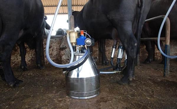 Milking machines suitable for Dairy processing equipments - Image 3