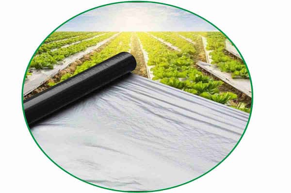 Mulch film size of 1m x 400 m for growing food and vegetable crops