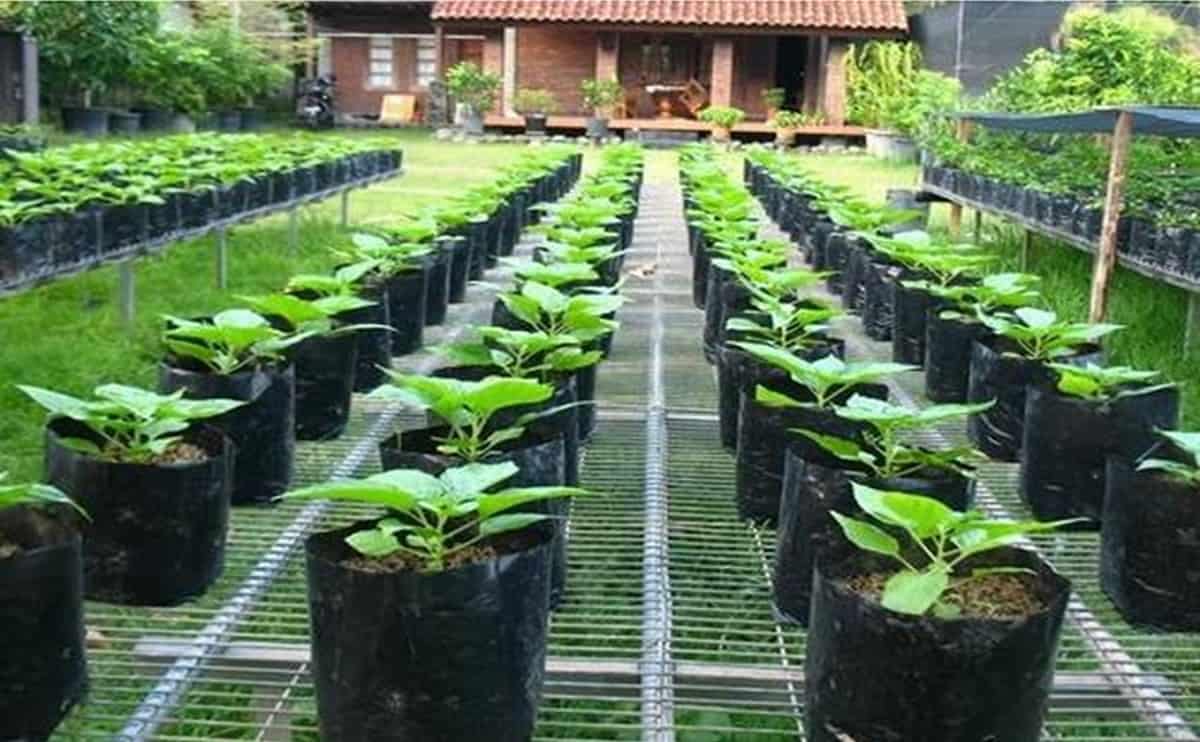 Black grow bags poly grow nursery plant bags for Home Garden